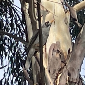 Manorina melanocephala at Dickson, ACT - 21 Jan 2023