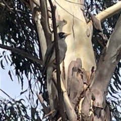 Manorina melanocephala at Dickson, ACT - 21 Jan 2023