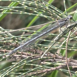 Ischnura heterosticta at Dickson, ACT - 21 Jan 2023 05:26 PM