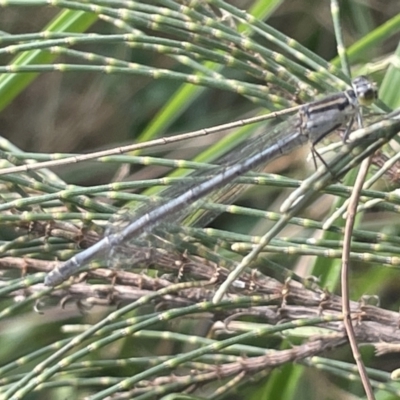 Ischnura heterosticta (Common Bluetail Damselfly) at Dickson Wetland - 21 Jan 2023 by Hejor1