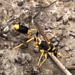 Sceliphron laetum (Common mud dauber wasp) at Dickson, ACT - 21 Jan 2023 by Hejor1