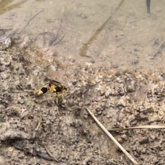 Sceliphron laetum at Dickson, ACT - 21 Jan 2023