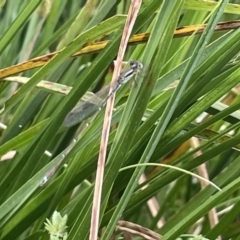 Austrolestes analis (Slender Ringtail) at Dickson Wetland Corridor - 21 Jan 2023 by Hejor1