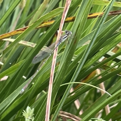 Austrolestes analis (Slender Ringtail) at Dickson Wetland - 21 Jan 2023 by Hejor1