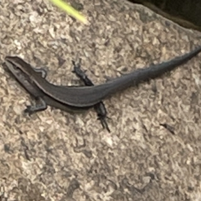 Lampropholis delicata (Delicate Skink) at Dickson Wetland - 21 Jan 2023 by Hejor1