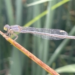 Ischnura heterosticta (Common Bluetail Damselfly) at Dickson Wetland - 21 Jan 2023 by Hejor1