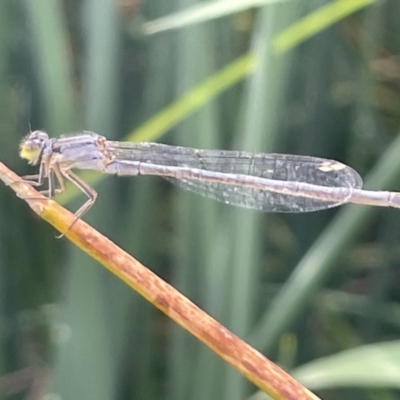 Ischnura heterosticta (Common Bluetail Damselfly) at Dickson, ACT - 21 Jan 2023 by Hejor1