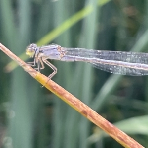 Ischnura heterosticta at Dickson, ACT - 21 Jan 2023