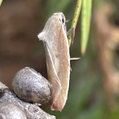 Ptyoptila matutinella (Wingia Group) at Dickson Wetland - 21 Jan 2023 by Hejor1