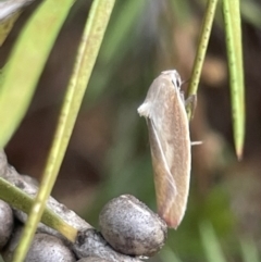 Ptyoptila matutinella at Dickson, ACT - 21 Jan 2023 05:21 PM