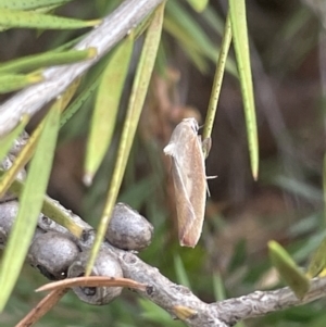 Ptyoptila matutinella at Dickson, ACT - 21 Jan 2023 05:21 PM