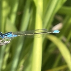 Ischnura heterosticta (Common Bluetail Damselfly) at Dickson Wetland Corridor - 21 Jan 2023 by Hejor1