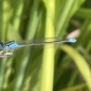 Ischnura heterosticta at Dickson, ACT - 21 Jan 2023