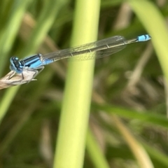 Ischnura heterosticta at Dickson, ACT - 21 Jan 2023