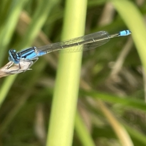 Ischnura heterosticta at Dickson, ACT - 21 Jan 2023