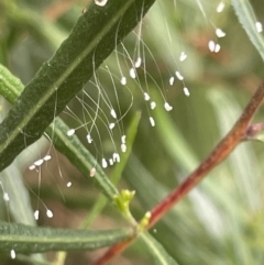 Chrysopidae (family) at Dickson, ACT - 21 Jan 2023