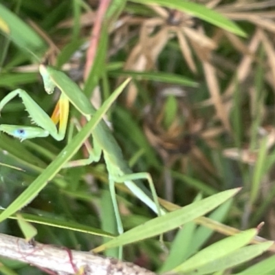 Orthodera ministralis (Green Mantid) at Dickson Wetland - 21 Jan 2023 by Hejor1