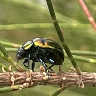 Callidemum hypochalceum (Hop-bush leaf beetle) at Dickson Wetland Corridor - 21 Jan 2023 by Hejor1