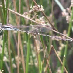 Austrolestes analis (Slender Ringtail) at Dickson Wetland - 21 Jan 2023 by Hejor1