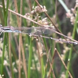 Austrolestes analis at Dickson, ACT - 21 Jan 2023