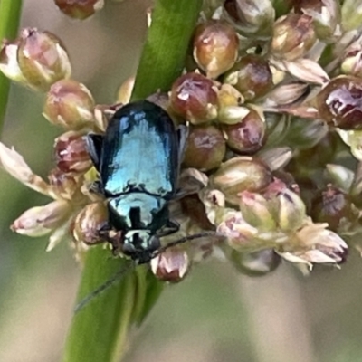 Arsipoda chrysis (Flea beetle) at Dickson Wetland - 21 Jan 2023 by Hejor1