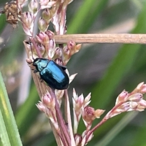 Arsipoda chrysis at Dickson, ACT - 21 Jan 2023