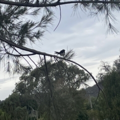 Rhipidura leucophrys (Willie Wagtail) at Dickson Wetland - 21 Jan 2023 by Hejor1