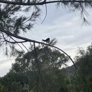 Rhipidura leucophrys at Dickson, ACT - 21 Jan 2023