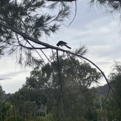 Rhipidura leucophrys at Dickson, ACT - 21 Jan 2023