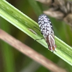 Sapromyza mallochiana (A lauxaniid fly) at Dickson Wetland - 21 Jan 2023 by Hejor1