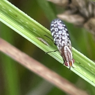 Sapromyza mallochiana (A lauxaniid fly) at Dickson Wetland Corridor - 21 Jan 2023 by Hejor1