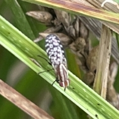 Sapromyza mallochiana at Dickson, ACT - 21 Jan 2023