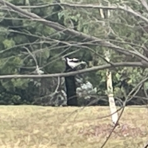 Grallina cyanoleuca at Dickson, ACT - 21 Jan 2023 06:57 PM