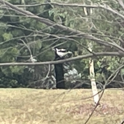 Grallina cyanoleuca (Magpie-lark) at Dickson Wetland Corridor - 21 Jan 2023 by Hejor1