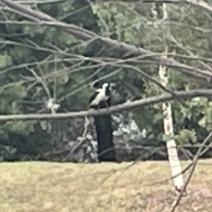 Grallina cyanoleuca at Dickson, ACT - 21 Jan 2023 06:57 PM