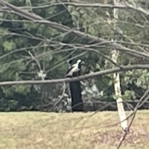 Grallina cyanoleuca at Dickson, ACT - 21 Jan 2023 06:57 PM