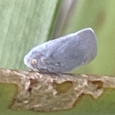 Anzora unicolor (Grey Planthopper) at Dickson, ACT - 21 Jan 2023 by Hejor1