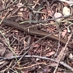 Saproscincus mustelinus (Weasel Skink) at Yarralumla, ACT - 22 Jan 2023 by Hejor1