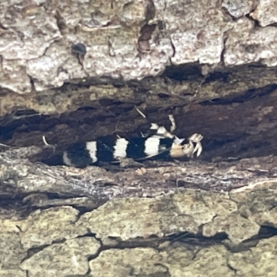 Limnaecia camptosema (A Cosmet moth (Cosmopteriginae) at Yarralumla, ACT - 22 Jan 2023 by Hejor1