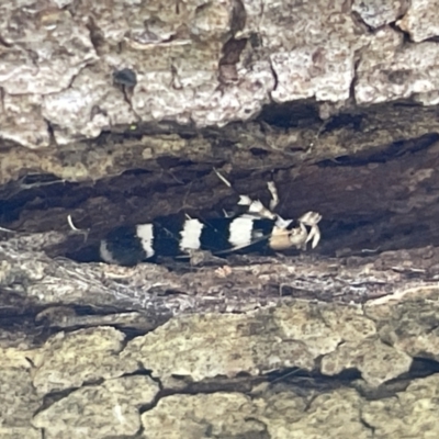 Limnaecia camptosema (Cosmopterigid) at Yarralumla, ACT - 22 Jan 2023 by Hejor1