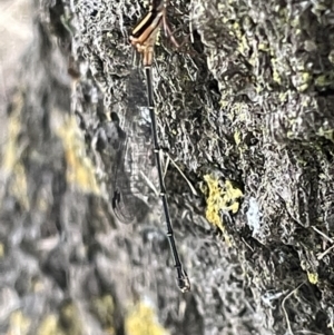 Nososticta solida at Yarralumla, ACT - 22 Jan 2023 03:59 PM