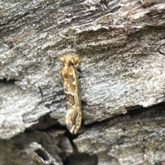 Moerarchis inconcisella (A tineid moth) at Yarralumla, ACT - 22 Jan 2023 by Hejor1