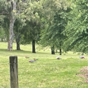 Eolophus roseicapilla at Yarralumla, ACT - 22 Jan 2023