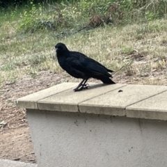 Corcorax melanorhamphos at Yarralumla, ACT - 22 Jan 2023