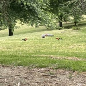 Platycercus eximius at Yarralumla, ACT - 22 Jan 2023 04:09 PM