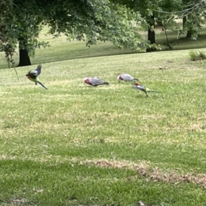 Platycercus eximius at Yarralumla, ACT - 22 Jan 2023 04:09 PM