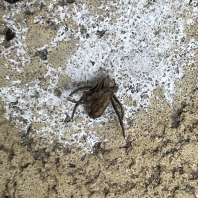 Araneae (order) (Unidentified spider) at Yarralumla, ACT - 22 Jan 2023 by Hejor1