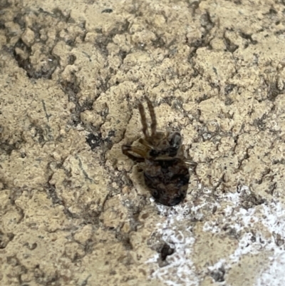 Araneae (order) (Unidentified spider) at Yarralumla, ACT - 22 Jan 2023 by Hejor1