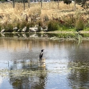 Phalacrocorax sulcirostris at Casey, ACT - 26 Jan 2023 01:23 PM