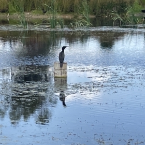 Phalacrocorax sulcirostris at Casey, ACT - 26 Jan 2023 01:23 PM